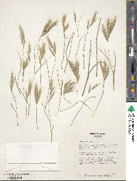 Bromus danthoniae image