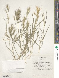 Bromus danthoniae image