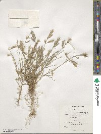 Bromus danthoniae image