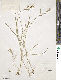 Bromus danthoniae image