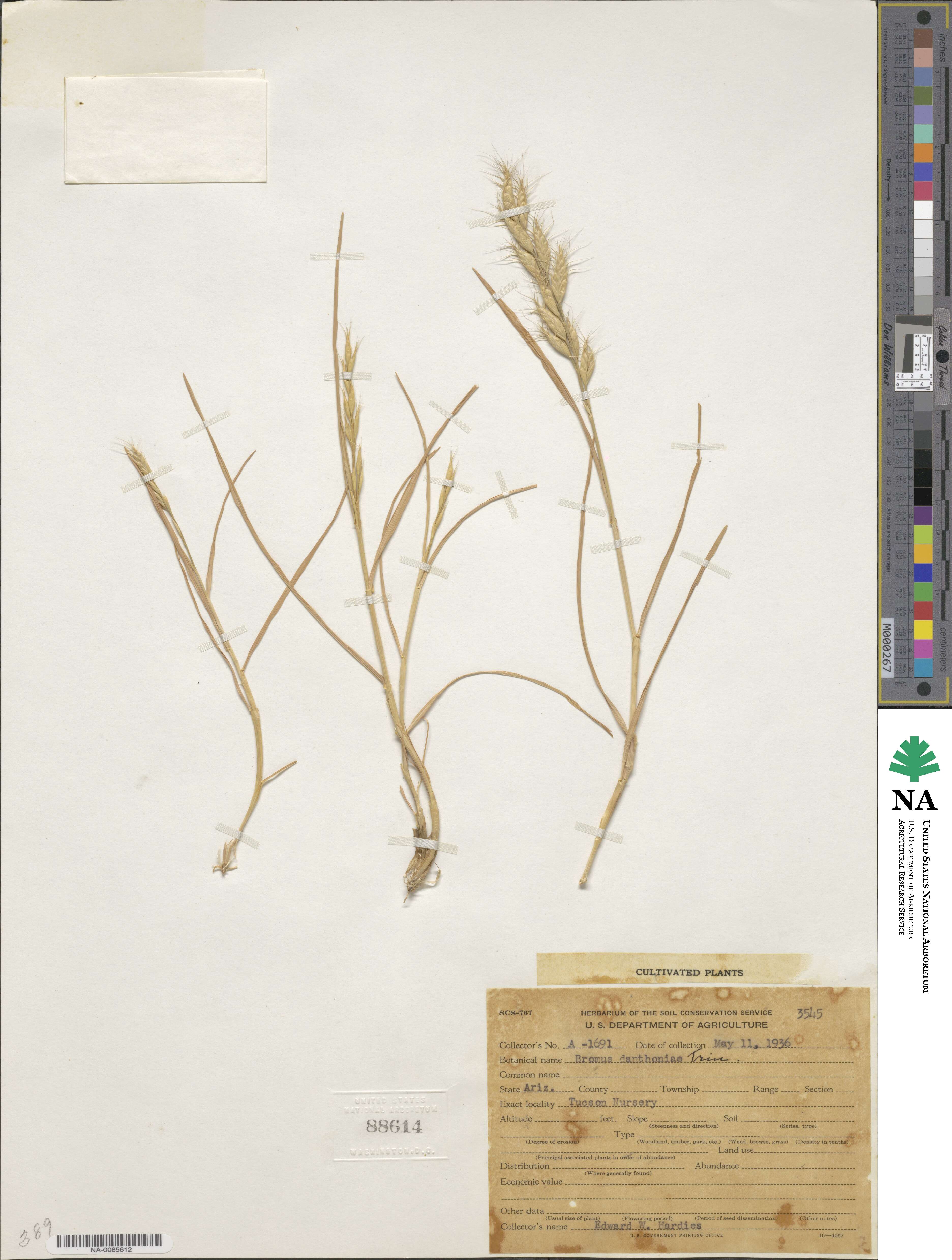 Bromus danthoniae image