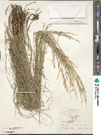 Bromus erectus image