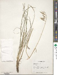 Bromus erectus image