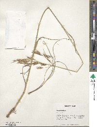 Bromus erectus image