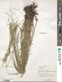 Bromus erectus image