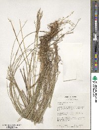 Bromus erectus image