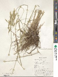 Bromus erectus image