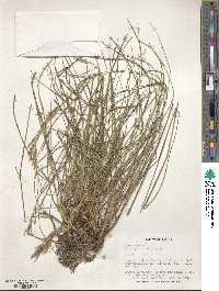 Bromus erectus image