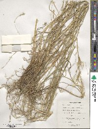 Bromus erectus image