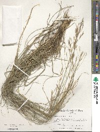 Bromus erectus image