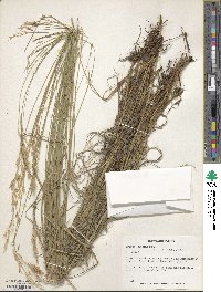 Bromus erectus image