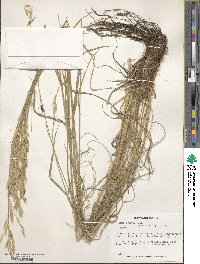 Bromus erectus image