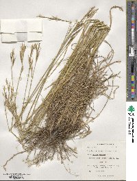 Bromus erectus image