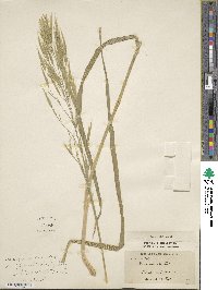 Bromus erectus image