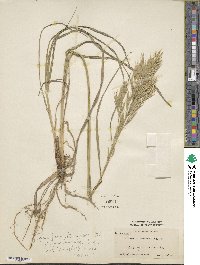 Bromus erectus image