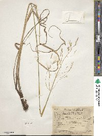 Bromus riparius image