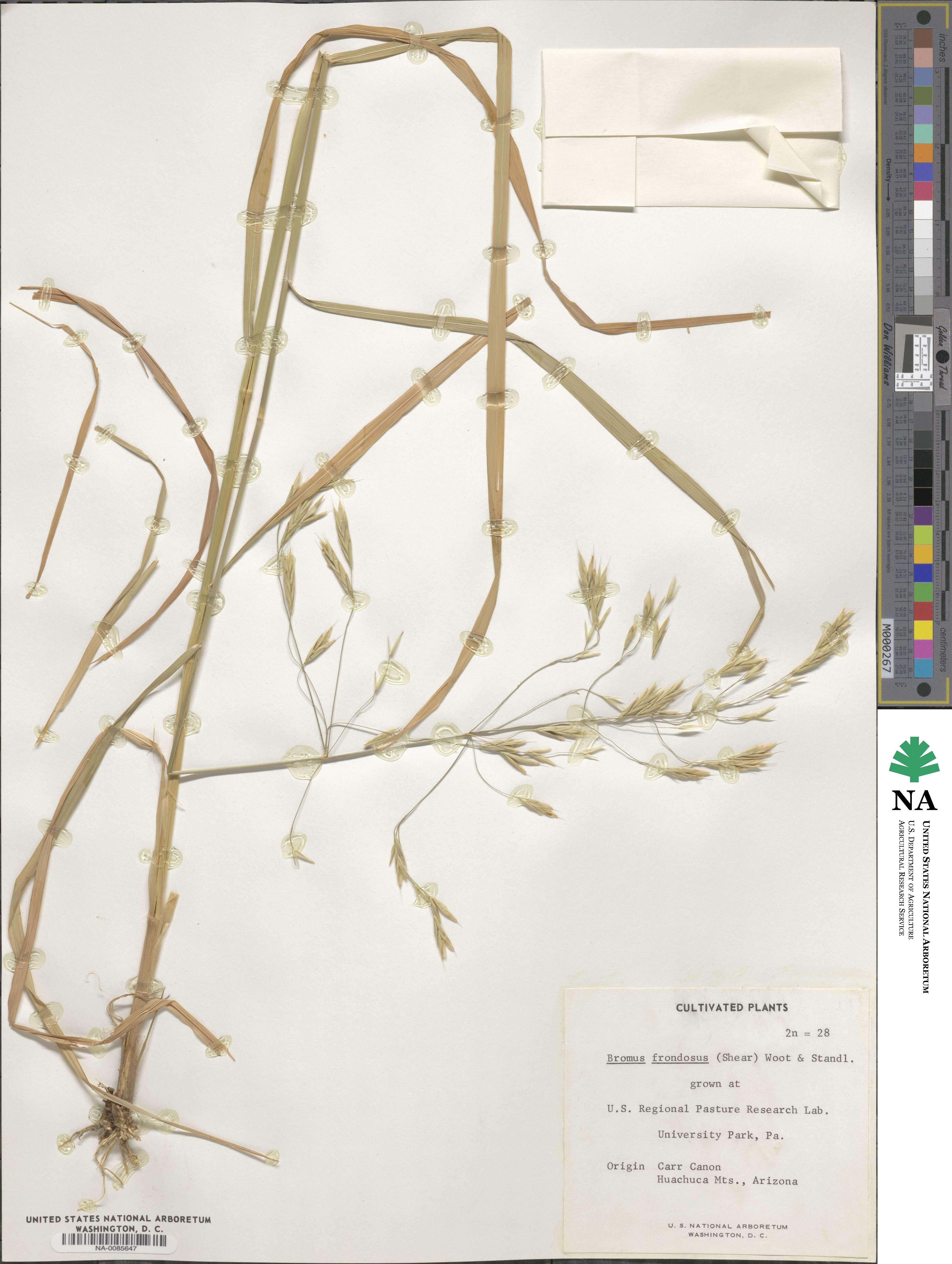 Bromus frondosus image