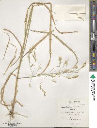 Image of Bromus frondosus