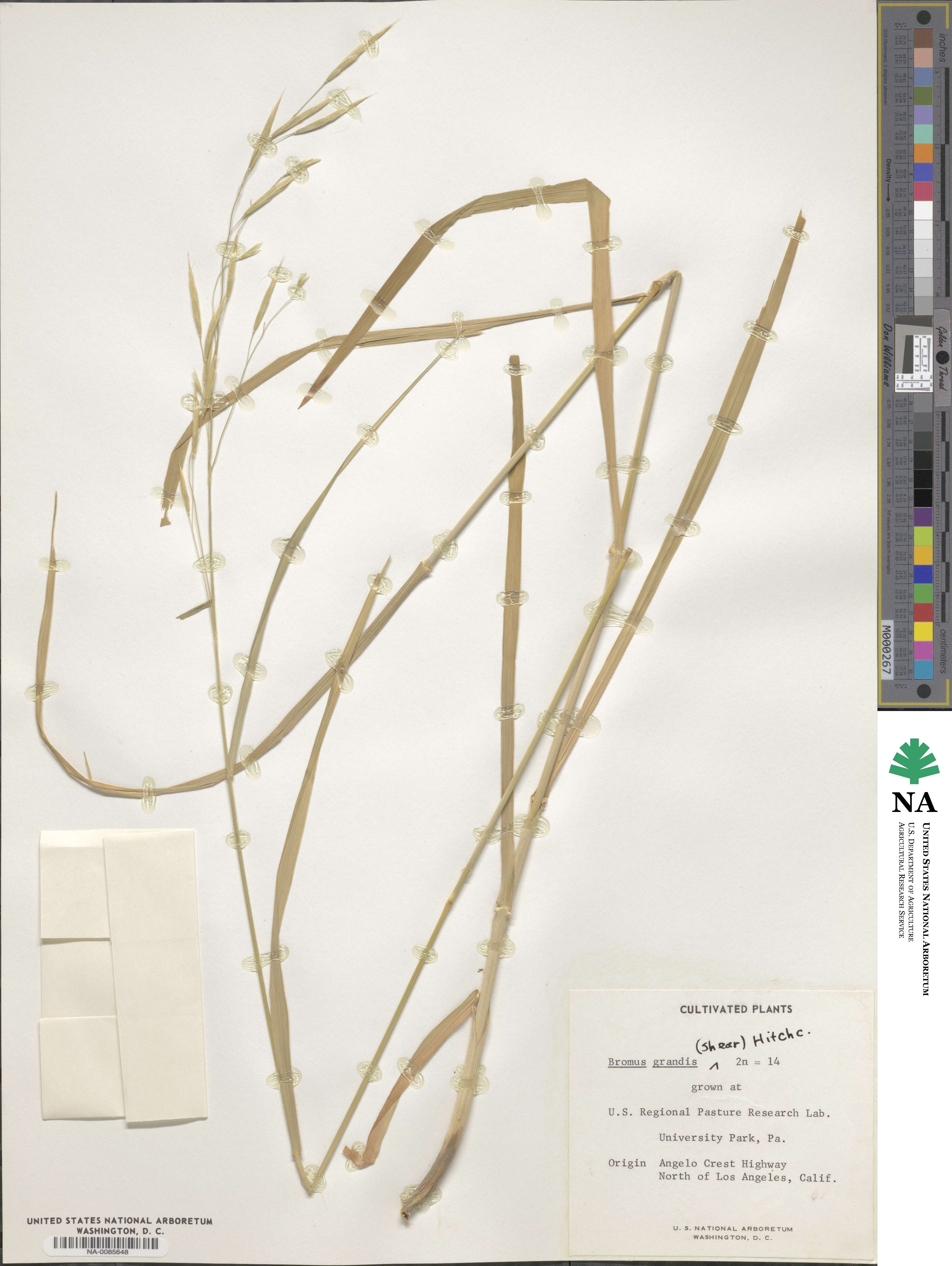 Bromus grandis image