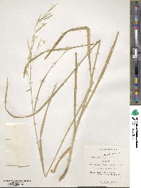 Image of Bromus grandis