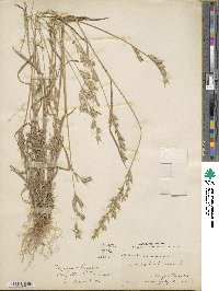 Bromus hordeaceus subsp. hordeaceus image