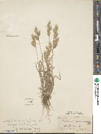 Bromus hordeaceus subsp. hordeaceus image