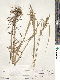 Bromus inermis image