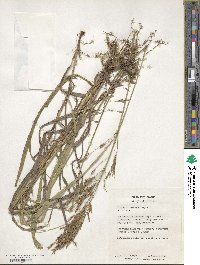 Bromus inermis image