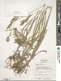 Bromus inermis image