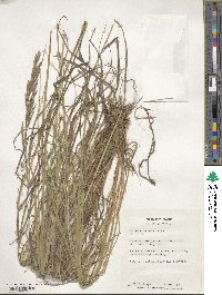 Bromus inermis image