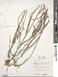 Bromus inermis image