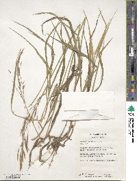 Bromus inermis image