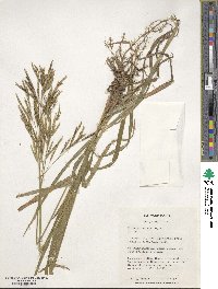 Bromus inermis image