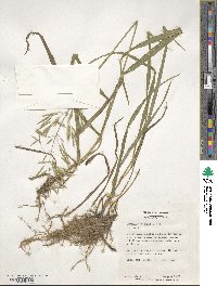 Bromus inermis image