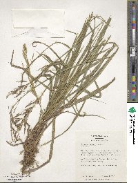 Bromus inermis image