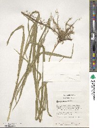 Bromus inermis image