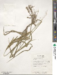 Bromus inermis image