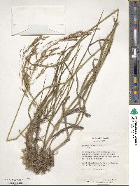 Bromus inermis image