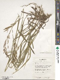 Bromus inermis image