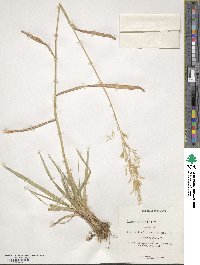 Bromus inermis image