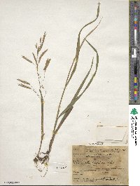 Bromus inermis image