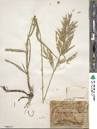 Bromus inermis image