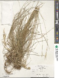 Bromus inermis image