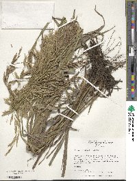 Bromus inermis image