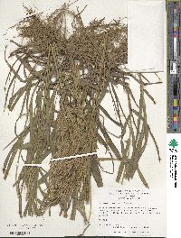 Bromus inermis image