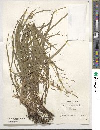 Bromus inermis image