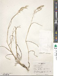 Bromus inermis image