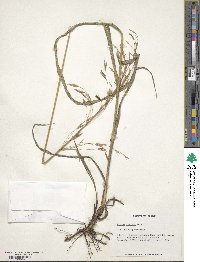 Bromus inermis image