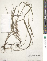 Bromus inermis image