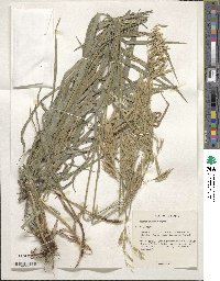 Bromus inermis image